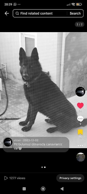 İtlər: 5 il, Erkek — 1