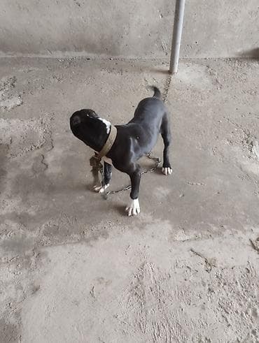 İtlər: Pitbul, 2 ay, Erkek, Peyvəndli, Ünvandan götürmə — 3