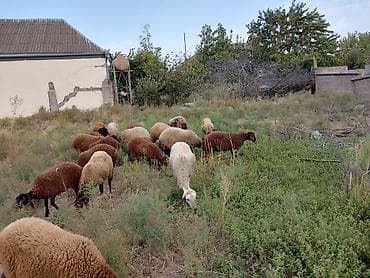 at satiwi: Dişi, Qala, il: 1, 50 kq, Damazlıq — 10