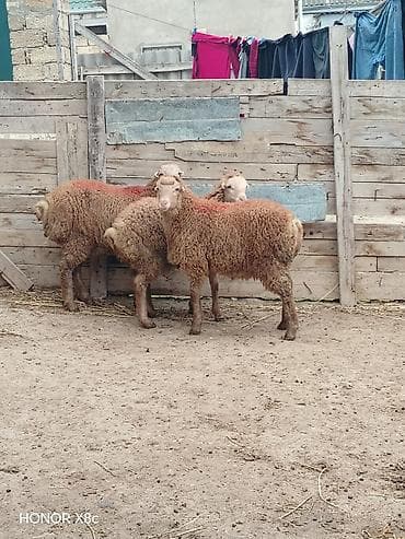 Собаки: Ягненок, Самец, месяцев: 6, 26 кг, Для мяса, Самовывоз — 2