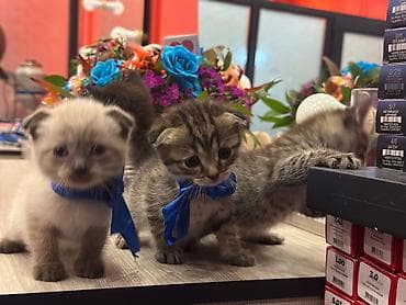 pişik latoku: Şotland — 6