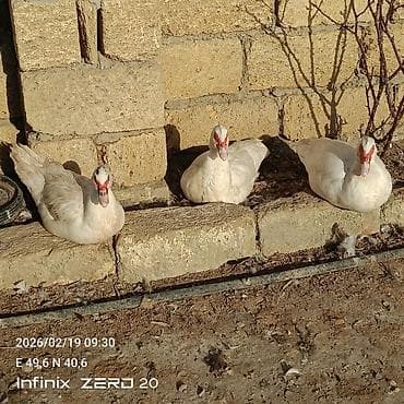 Erkəyli dişili amma hamısı bir yerdə satılır 18 manatdan lalafo.az -da Erkəyli dişili amma hamısı bir yerdə satılır 18 manatdan