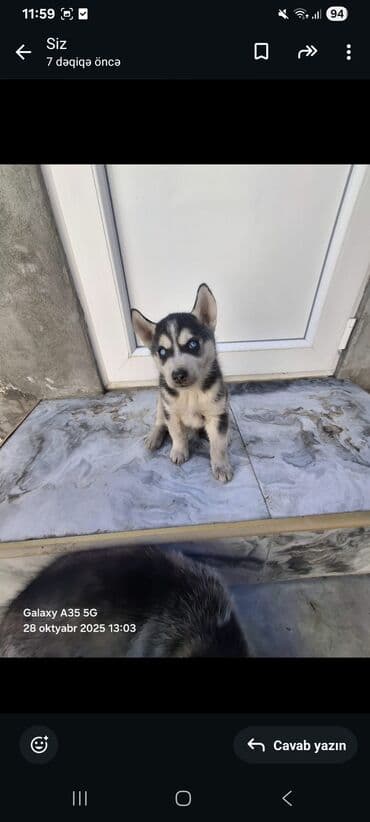 купить хаски щенка: Хаски — 1