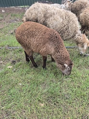 Gəmiricilər: Baki bine - Növ: qoyun (anaç tipli) - Rəng: tünd-qəhvəyi, ayaqlar və — 2