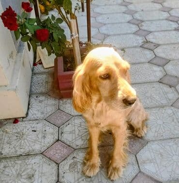 itlerin qiymeti: Koker spaniyel, 2 ay, Ödənişli çatdırılma — 6