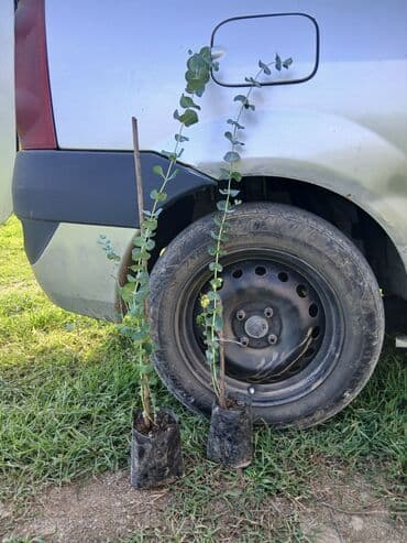 üzüm ağacı: Efkalif mandari peyxo ağaclar satişad müxtəlif hündürlüklərdə — 2