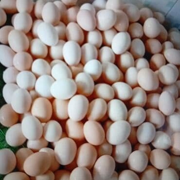 patchi şokolad qiyməti: Mayalı ağ sereblist yumurtası qiymət 30 qəpik çıxış faizi 80% dən — 1