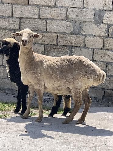 Boğaz qoyun satılır kök qoyundu,cavan heyvandı dişleri hamsı ağzındadı
