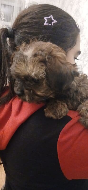 Alfa Romeo: Şirin balaca it balaları pudele - Cins: kiçik ölçülü dekorativ tip — 4