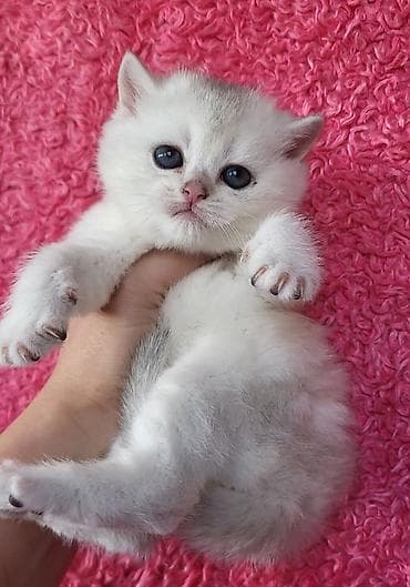 pisik paltari: Şinşilla, Erkək, Dişi, Pulsuz çatdırılma — 10