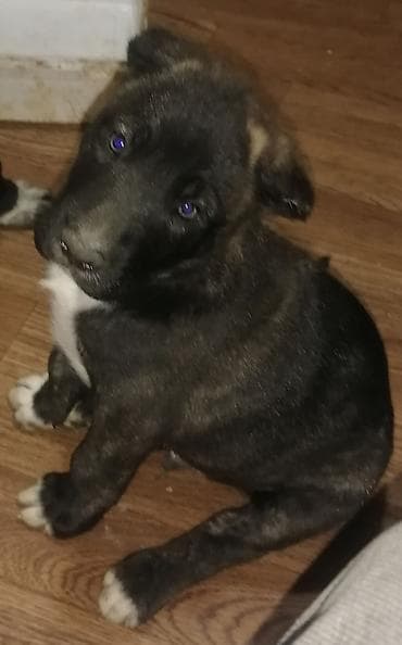 doberman balası: Peyvəndli — 8