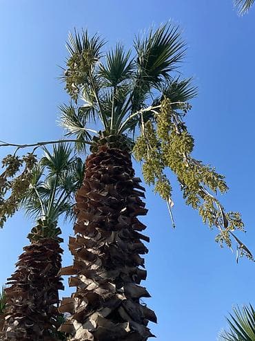 ucuz taxtalar: Palma ağacları – dekorativ landşaft üçün (Təcili 50 faiz aşağı — 9