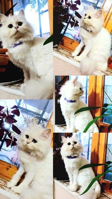 Gəmiricilər: Şotland uzun tüklü, Dişi, Yaxşı əllərə, Ünvandan götürmə — 1