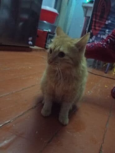 Dişi, Yaxşı əllərə, Ünvandan götürmə lalafo.az -da Dişi, Yaxşı əllərə, Ünvandan götürmə