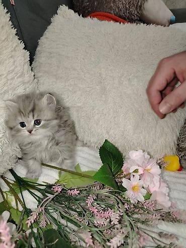 ev pişiyleri: Britan, Erkək, Dişi, Yaxşı əllərə, Ünvandan götürmə, Pulsuz çatdırılma, Ödənişli çatdırılma — 2