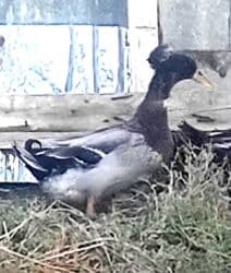 heyvanlara verilen adlar: Məhsul: Ev göyərçinləri (cüt) Təsvir:salam quşlar göz qabağında, maya — 13