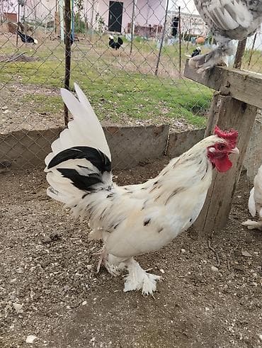 Pişiklər: Yaponka xoruz, ayağı lələkli, daş pipik, 1 illik, vaksini vurulub. 20 — 2