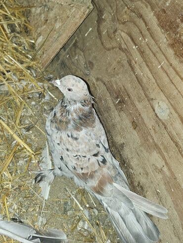 Bülbüllər: Müxtəlif rənglərdə iki göyərçin təklif olunur. Biri gənc, qəhvəyi, boz — 1