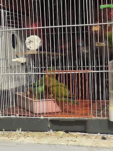 babil quşu: 25/30 gündü yuvasan çıxıb aktiv sevimli balalardı ələ öyreşdiremin tam — 2