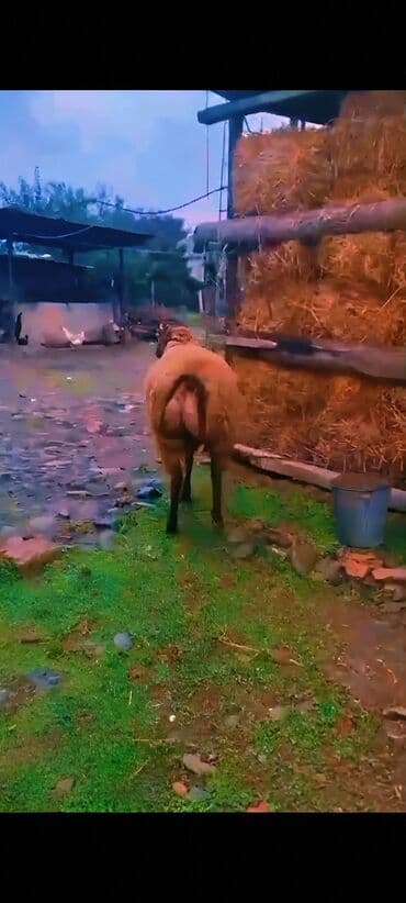 Yemlər: Super damazlıq cavan toğlu 65 kq diri çəkisi cəlilabad da adla — 2