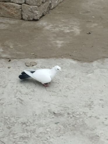 Bülbüllər: 15tuk kekilli erkey deste webeke. 12 tuk maya deste qara quyruq. cut — 10