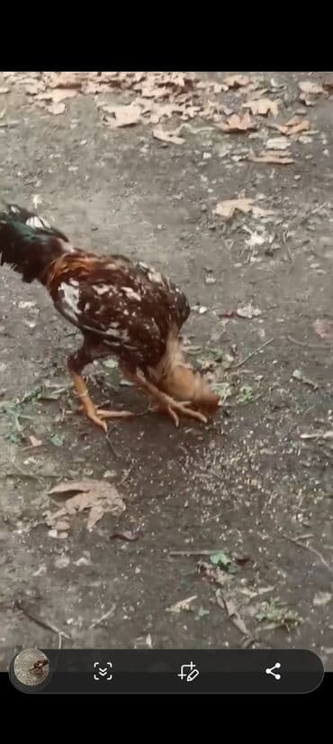 qara toyuq: Məhsul: Ev quşu – xoruz Təsvir: - Şəkillərdə görünen yerli tip xoruz — 7