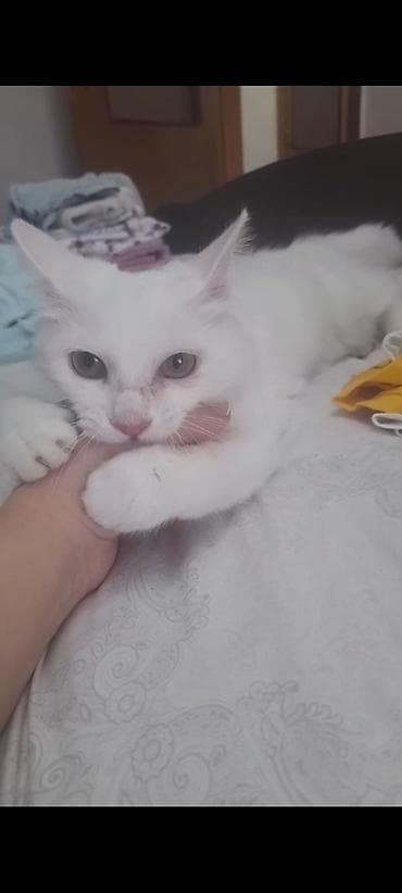 heyvanlar quba: Türk anqora, Dişi, Yaxşı əllərə — 1