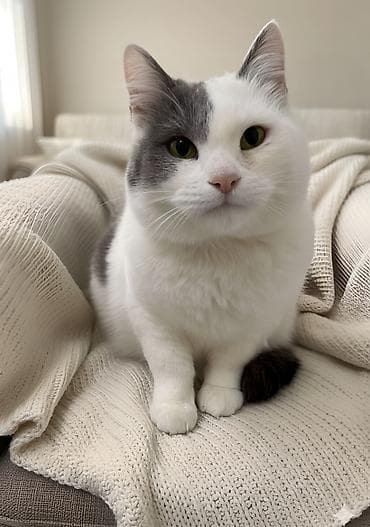 Dişi, Yaxşı əllərə lalafo.az -da Dişi, Yaxşı əllərə