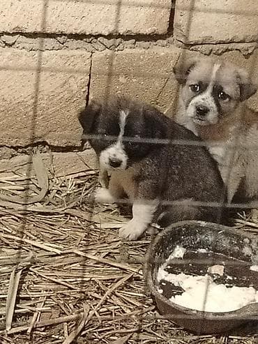 pudel itlerin satisi: Erkek, Pulsuz çatdırılma — 1