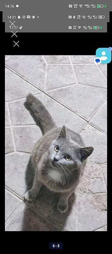 ev heyvanı satışı: Dişi, Yaxşı əllərə, Ödənişli çatdırılma — 3