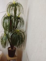 xonça şəkli çəkmək: Dekorativ Palma ağacı.Yaşıl rəngdə7 budaqlı ev və bağ üçun — 5