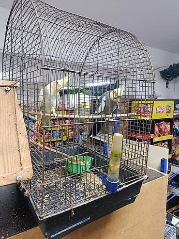 Korella cütü və qəfəs dəsti - Növ: Korella (cockatiel) – 2 quş, biri