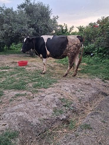Dişi, Holsteyn, il: 3, Damazlıq, Ünvandan götürmə