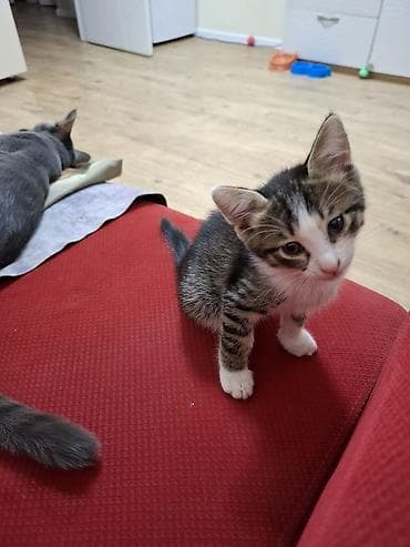 Dişi, Erkək, Ünvandan götürmə