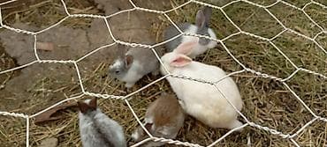 dovsan balasina ne deyilir: Salam hərkəsə bu gördüyünüz karlıq dovşanradi ancaq balaları satilir — 1