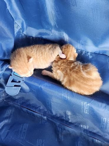 pişik pers: Erkək, Yaxşı əllərə — 2