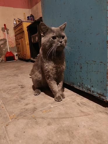 Rus mavi, Erkək, Yaxşı əllərə, Ödənişli çatdırılma