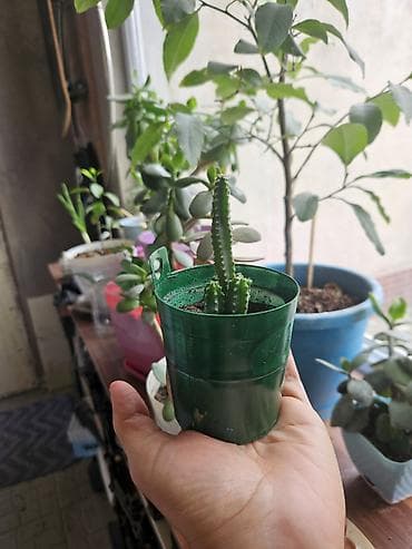 agac sekilleri: Sukulent və kaktus kolleksiyası – kiçik saksılarda Tərkib: - Crassula — 3