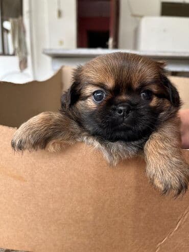 той ырлары попурри: Пекинес, Самка, Бесплатная доставка — 4