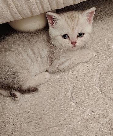 Dişi, Ünvandan götürmə