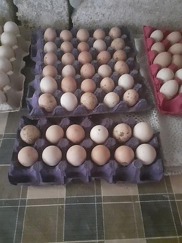 lider toyuq: Toyuq, Yumurtalıq — 6