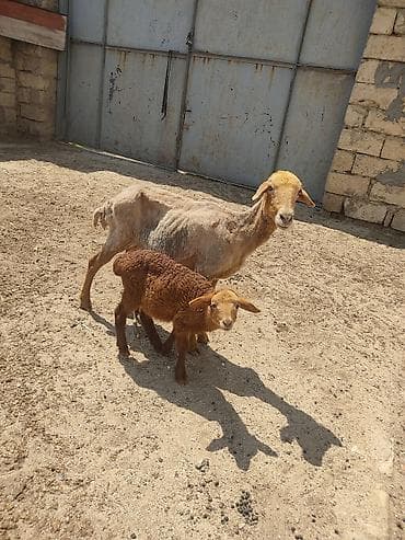 alabay bala: Anaba qoyun ballasi erkeydi cavan qoyundu anasi — 2