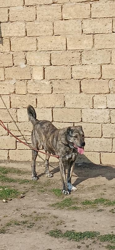 Digər heyvanlar: Qurdbasar, 2 il, Erkek — 5