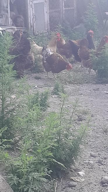 Toyuq, Yumurtalıq — 8