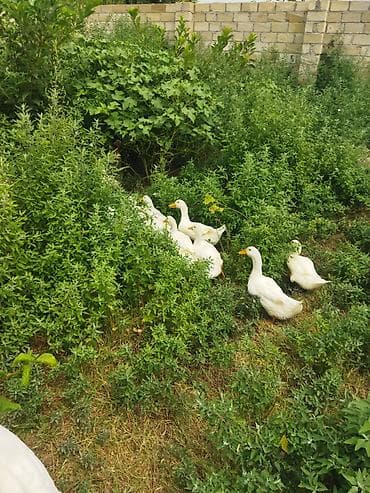 купить кур: Ağ ördəklər – təbii şəraitdə bəslənmiş sürü - Cins: ağ ev ördəyi qır — 2