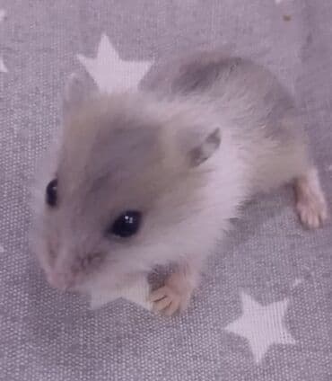 Məhsul: Cücərti hamster (xırda ev heyvanı) 1 hamster 4 Azn Təsvir: -