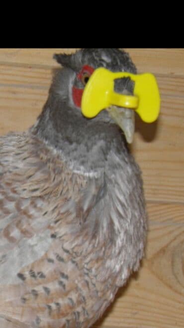 qirqovul yuvasi: Qırqovul açkileri satılır quşlar bir- birinə xəsarət yetirmesinler — 3