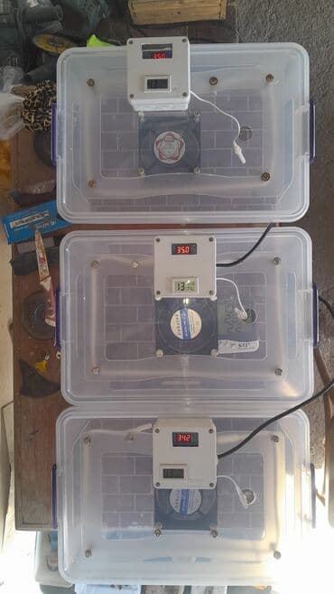 100 bildirçin, 45-50 toyuq, 30-35 hinduşka ördək, 25 qaz yumurtası — 6