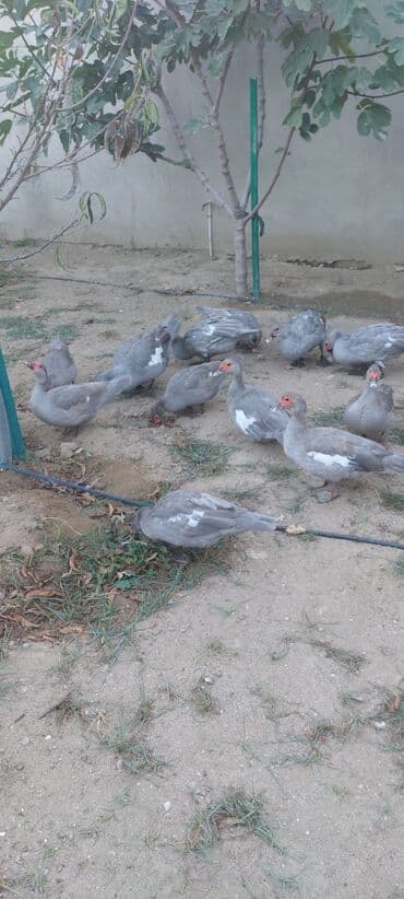 ördək balası və cücə: Muscovy (barbarı) ördəkləri – bala və yeniyetmə yaşda sürü - Rəng — 13