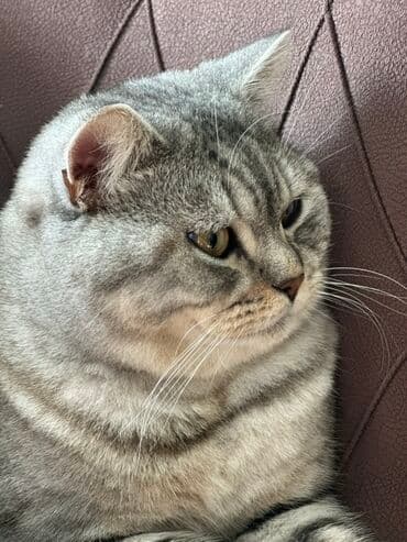 pişik cütləşdirmək: Britan — 4